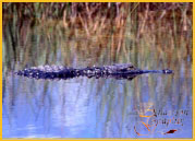 Florida Everglades
