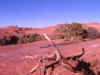 Delicate Arch Trail 1 (50514 bytes)