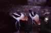 American Avocet (36049 bytes)