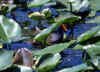 Common Moorhen 1 (57491 bytes)