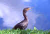 Cormorant 1 (38114 bytes)