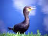 Cormorant 2 (36543 bytes)