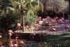 Flamingos (61572 bytes)