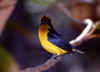 Finch 2 (30239 bytes)