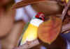 Finch 3 (34953 bytes)