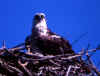 Osprey 1 (47483 bytes)