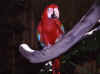 Parrot 1 (37839 bytes)