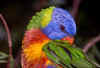 Parrot 2 (43778 bytes)