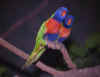 Parrot 4 (33967 bytes)