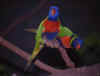 Parrot 5 (31308 bytes)