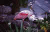 Roseate Spoonbill (39601 bytes)