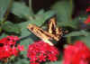 Butterfly 2 (47366 bytes)
