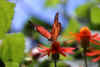 Butterfly 3 (36749 bytes)