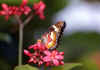 Butterfly 4 (34950 bytes)