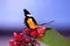 Butterfly 5 (31217 bytes)