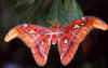 Moth 1 (38889 bytes)