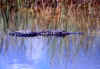 Alligator 2 (51755 bytes)