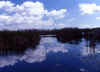 Florida Everglades 1 (45060 bytes)