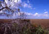 Florida Everglades 2 (57905 bytes)