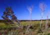 Florida Everglades 3 (53751 bytes)