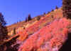 Alta, Utah 3 (58573 bytes)