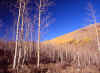 Guardsman's Pass, Utah 5 (63759 bytes)