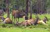 Eland 1 (55471 bytes)