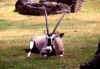 Gemsbok 1 (58624 bytes)