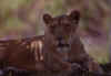 Lion 1 (34255 bytes)