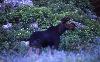 Moose 1 in Albion Basin (25181 bytes)