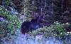 Moose 2 in Albion Basin (24178 bytes)