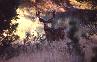 Mule Deer in Butterfield Canyon (20250 bytes)