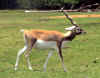 Thompson's Gazelle 1 (59546 bytes)