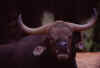 Water Buffalo 1 (28546 bytes)