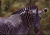 Zebra 1 (42832 bytes)