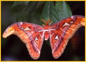 Butterflys and Moths