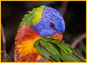 Birds