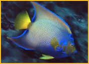 Under Sea