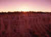 Bryce Canyon, Bryce Point Sunset 1 (38776 bytes)
