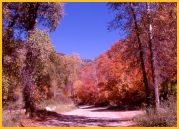 Fall Colors